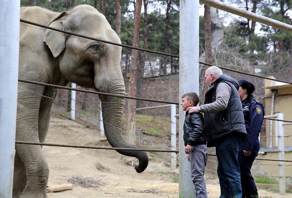 Georgian boy runs away to the zoo, finds it closed – BBC geotv.ge